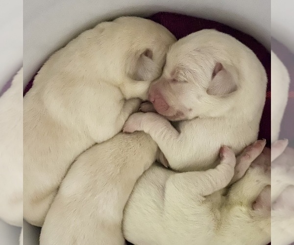 Medium Photo #11 Labrador Retriever Puppy For Sale in WILDWOOD, FL, USA