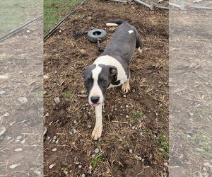 American Staffordshire Terrier-Unknown Mix Dogs for adoption in Tracy City, TN, USA
