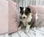 Small Photo #3 Shetland Sheepdog Puppy For Sale in SUGARCREEK, OH, USA