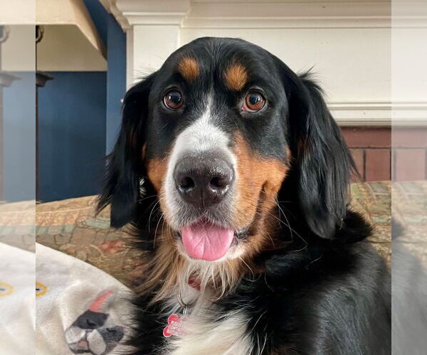 Medium Photo #9 Bernese Mountain Dog Puppy For Sale in Canton, CT, USA