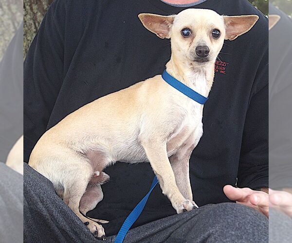 Medium Photo #2 Chihuahua Puppy For Sale in Carrollton, TX, USA