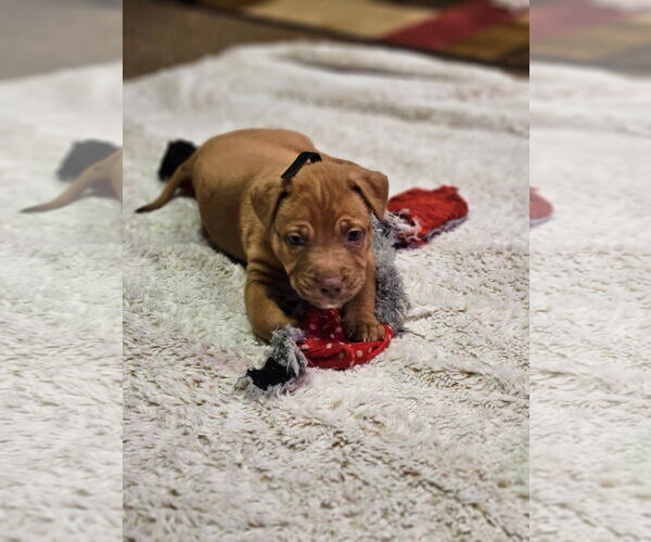 Medium Photo #3 Mutt Puppy For Sale in Euless, TX, USA