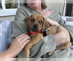Small #8 Pug Mix