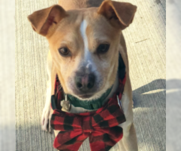 Medium Photo #3 Jack Chi Puppy For Sale in HOUSTON, TX, USA