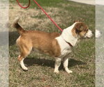Small #3 Basset Hound