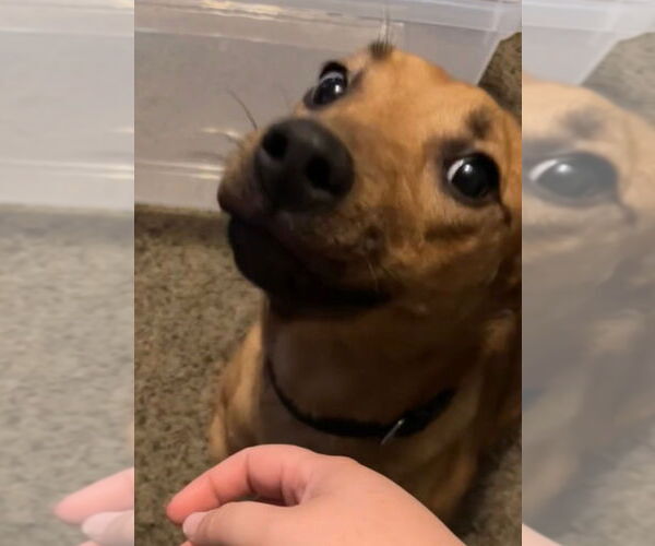 Medium Photo #4 Doxle Puppy For Sale in Aurora, IN, USA