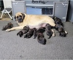 Small #2 Mastiff