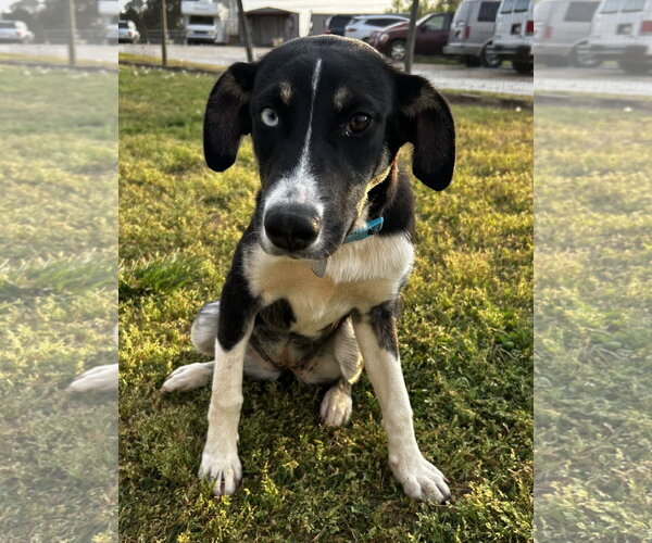 Medium Photo #1 Australian Shepherd-Unknown Mix Puppy For Sale in Pacolet, SC, USA