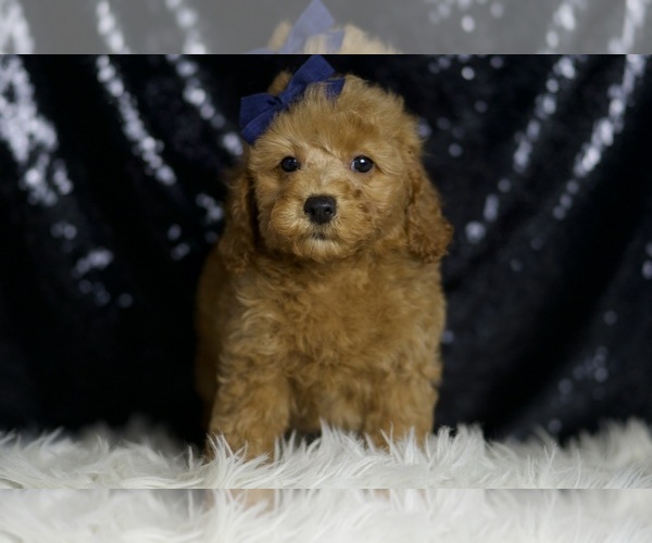 Medium Photo #5 Poodle (Miniature) Puppy For Sale in WARSAW, IN, USA