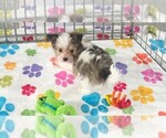 Duke - Male Papitese Puppy for Sale - Photo #2