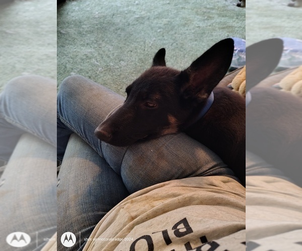 Medium Photo #3 German Shepherd Dog Puppy For Sale in WARRENTON, NC, USA