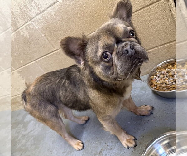 Medium Photo #1 French Bulldog-Unknown Mix Puppy For Sale in Andover, MN, USA