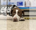 Small #1 American Pit Bull Terrier Mix