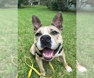 ROZ - Female American Staffordshire Terrier-Unknown Mix Dog for Adoption - Photo #3