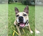 Small #2 American Staffordshire Terrier Mix