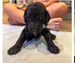 Puppy rusty Labradoodle-Poodle (Standard) Mix