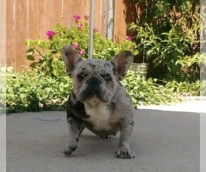 Mother of the French Bulldog puppies born on 07/23/2020