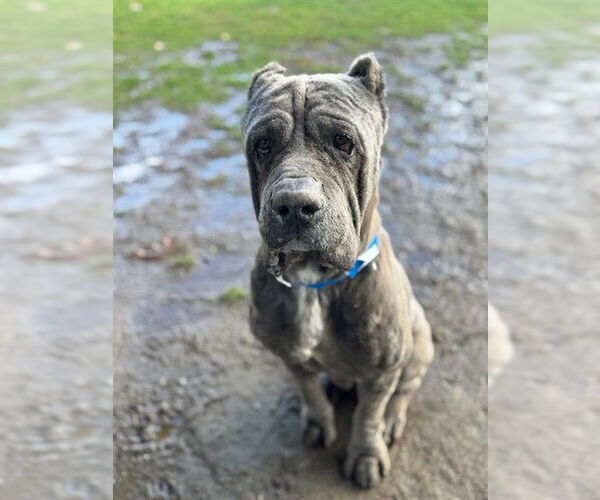 Medium Photo #2 Mutt Puppy For Sale in Riverside, CA, USA