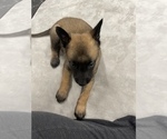 Small Photo #150 Belgian Malinois Puppy For Sale in REESEVILLE, WI, USA