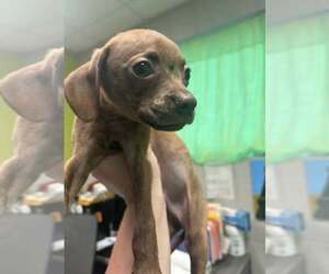 Boston Huahua Dogs for adoption in SHERBURNE, NY, USA