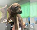 Honey (NY-Sarah) - Female Boston Huahua Dog for Adoption - Small photo