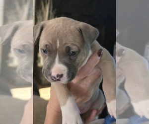 American Bully Litter for sale in ACWORTH, GA, USA