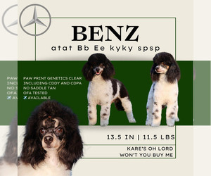 Father of the Bernedoodle (Miniature) puppies born on 01/29/2024
