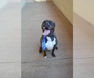 Gustavo - Male American Pit Bull Terrier-Unknown Mix Dog for Adoption - Photo #2