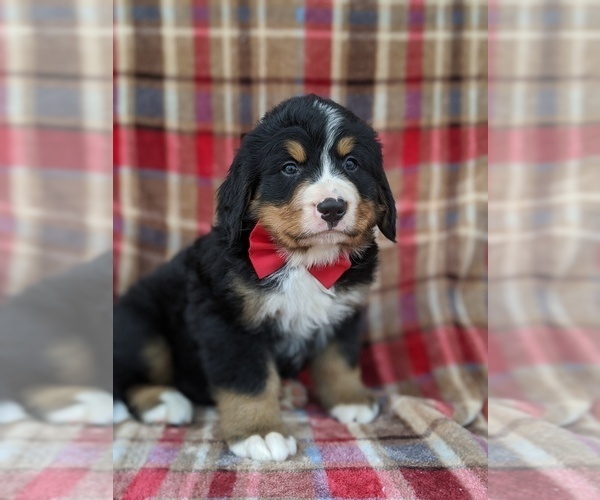 Medium Photo #5 Bernese Mountain Dog Puppy For Sale in CHRISTIANA, PA, USA