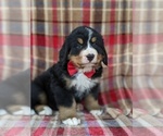 Small Photo #5 Bernese Mountain Dog Puppy For Sale in CHRISTIANA, PA, USA