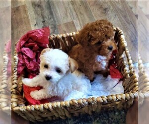 Maltipoo-Poodle (Toy) Mix Puppy for sale in BOURBON, MO, USA