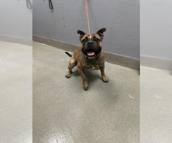 Medium Photo #1 Bulldog-Unknown Mix Puppy For Sale in Las Vegas, NV, USA