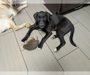 Labrador Retriever-Unknown Mix Dogs for adoption in Clovis, CA, USA
