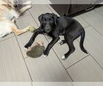 Small Labrador Retriever Mix