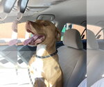 Small #17 American Staffordshire Terrier Mix