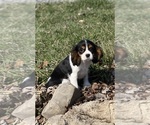 Small Photo #4 Cavalier King Charles Spaniel Puppy For Sale in CANOGA, NY, USA
