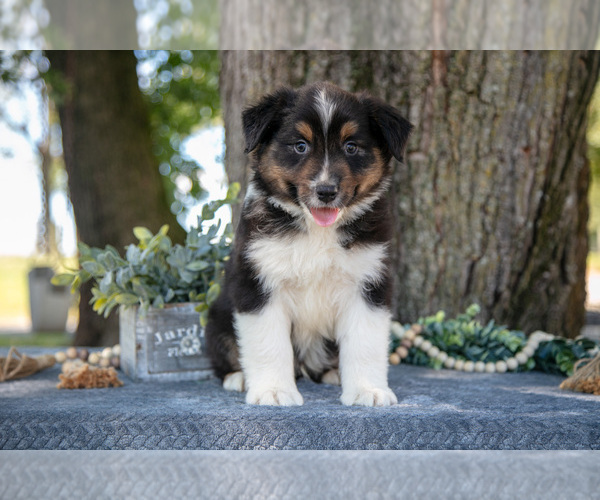 Medium Photo #2 Australian Shepherd Puppy For Sale in CHRISTIANA, PA, USA