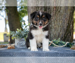 Small #1 Australian Shepherd