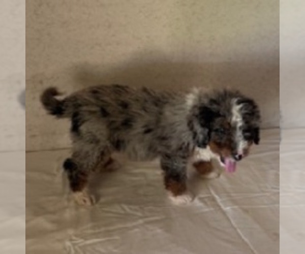 Medium Photo #3 Bernedoodle Puppy For Sale in FREDONIA, PA, USA