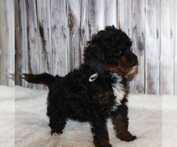 Medium Photo #2 Bernedoodle-Poodle (Miniature) Mix Puppy For Sale in STANLEY, WI, USA