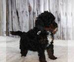 Small Photo #2 Bernedoodle-Poodle (Miniature) Mix Puppy For Sale in STANLEY, WI, USA