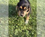Small #1 Beagle Mix