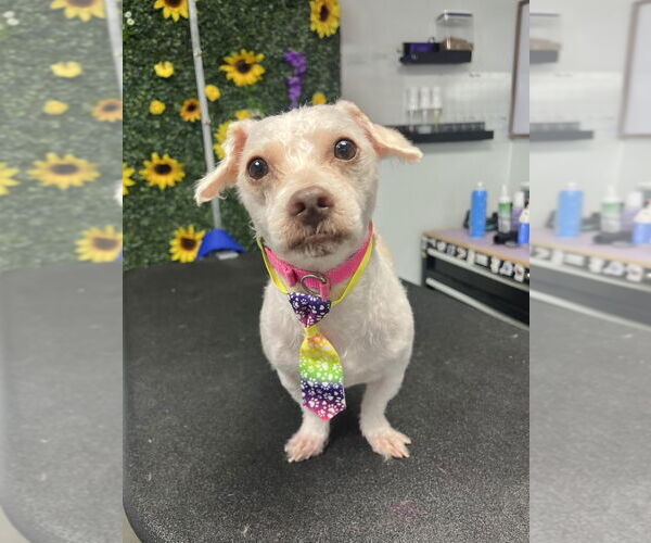 Medium Photo #3 Shih Tzu-Unknown Mix Puppy For Sale in Minneapolis, MN, USA