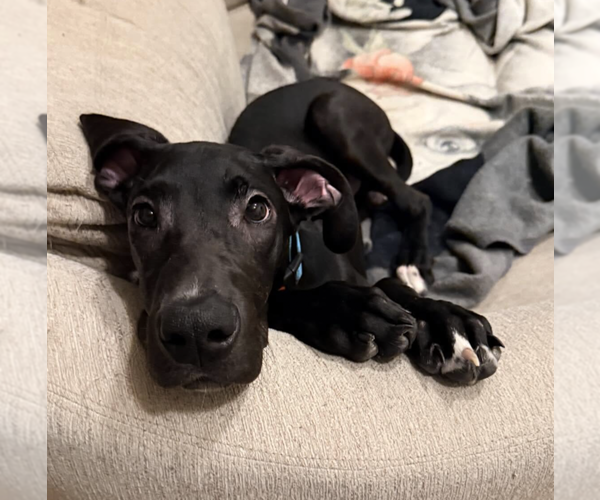 Medium Photo #3 Great Dane-Unknown Mix Puppy For Sale in Brooklyn, NY, USA