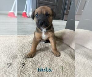 Mutt Dogs for adoption in FRAMINGHAM, MA, USA