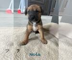 Small Mutt