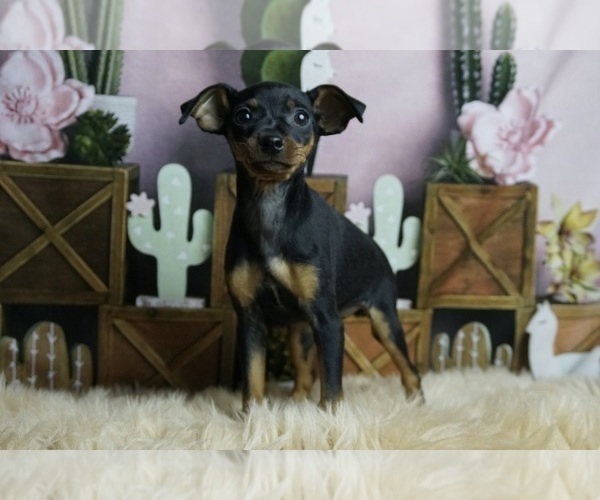 Medium Photo #5 Miniature Pinscher Puppy For Sale in WARSAW, IN, USA