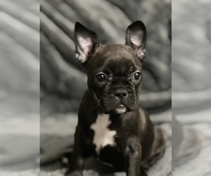 French Bulldog Puppy for sale in NEW GALILEE, PA, USA