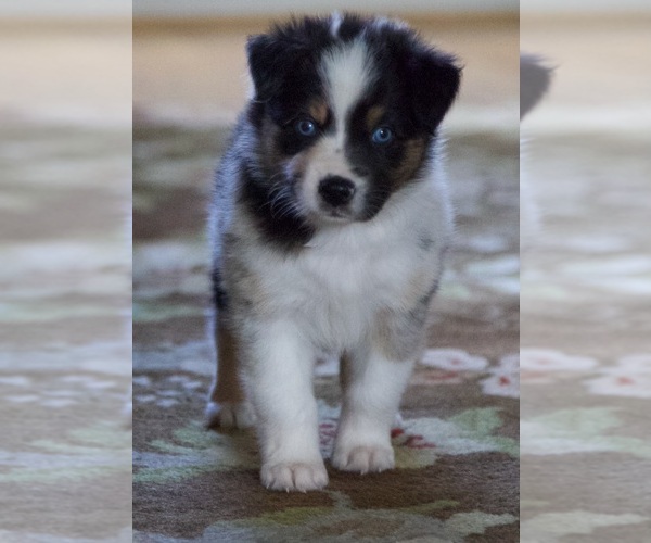Medium Photo #16 Australian Shepherd Puppy For Sale in GREER, SC, USA
