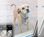 Small Beagle-Chihuahua Mix